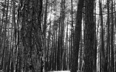 Lithuania_27